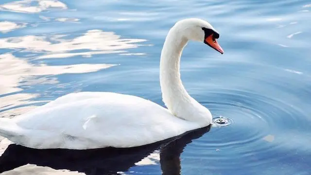 cisne_blanco