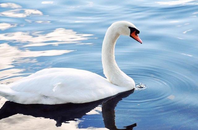 cisne_blanco